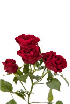 three red roses in a vase on a white background