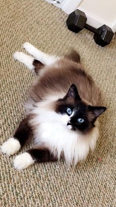 a fluffy cat laying on the floor with blue eyes