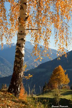 a tree with yellow leaves in the foreground and mountains in the background, on a sunny day