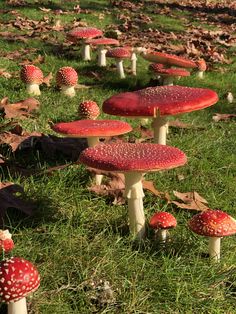 many red mushrooms are growing in the grass