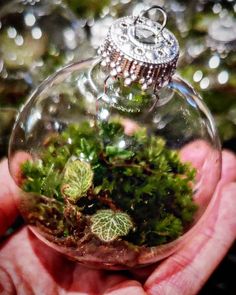 a hand holding a glass ornament filled with green plants and small silver balls