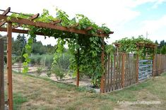 a wooden trellis with vines growing on it's sides in a garden area