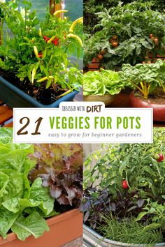 different types of veggies for pots are shown in this collage with the words, 21 vegetables for pots easy to grow for begin gardeners