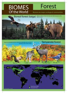 an image of some animals that are in the forest and on the map with words about them