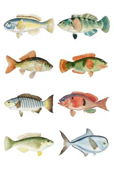 different types of fish are shown in this illustration