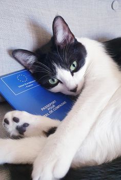 a black and white cat laying on top of a couch next to a blue book