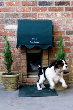 a black and white dog is walking past a cat door with a green awning