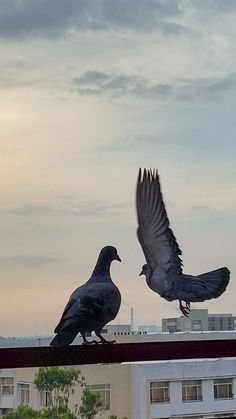 two pigeons sitting on top of a building with their wings spread out and facing each other