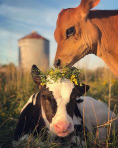 two cows are laying down in the grass and one is sniffing at the cow's nose