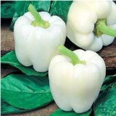 three white peppers sitting on top of green leaves