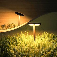 two lights that are on in the grass