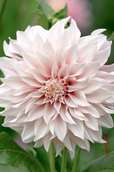 a large white flower with pink petals in the middle of it's blooming head