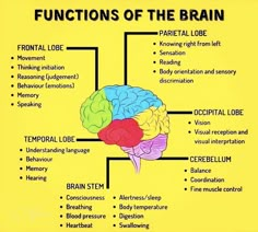 the functions of the human brain