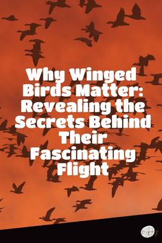 a flock of birds flying in the sky with an orange background that reads, why winged birds matter revealing the secrets behind their fascinating flight