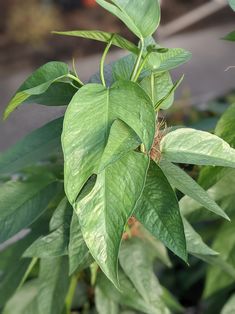 a green plant with lots of leaves on it