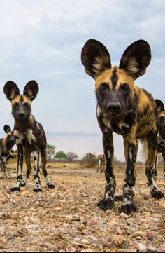 two wild dogs standing on top of a dirt field