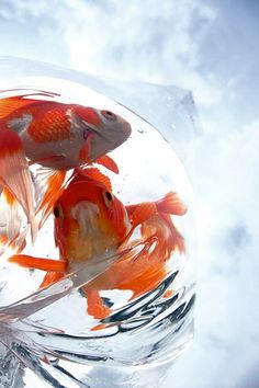 two orange and white fish in a clear bowl