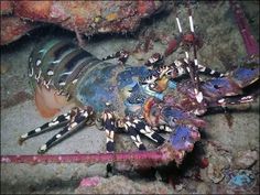 a large lobster is sitting on the ground next to some corals and other marine life