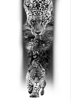 Onça preto e cinza tattoo realismo imagem Wild Life Tattoos, Tiger Tattoo On Leg, Mountain Sleeve Tattoo, Chest Tattoo Sketches, Rebirth Tattoo, Realistic Eye Tattoo, Jungle Tattoo, Cute Owl Tattoo, Tiger Tattoo Sleeve