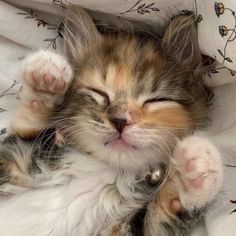 a small kitten sleeping on top of a blanket