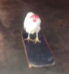 a chicken is standing on top of a skateboard