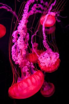 some very pretty jellyfish in the water