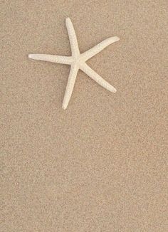 a white starfish laying on top of a sandy beach