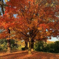 an orange tree with lots of leaves on it in the middle of a park area