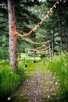 a path in the woods with lights strung from it's sides and trees on either side