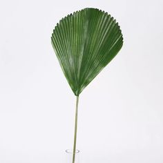 a large green leaf sitting on top of a glass vase