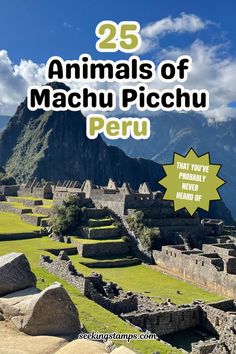 Machu picchu, animales de machu picchu, machu picchu aesthetic, llamas machu picchu, perú animal, foto de peru animal, peru wildlife, machu picchu peru, machu picchu in peru, machu picchu peru travel, machu picchu tours,visiting machu picchu, sacred valley peru,  llama, alpaca, animals of peru, animals from peru,peru culture, lama animal, endangered animals, endangered species, peru travel, peruvian animals, jungle animals, forest animals, amazon forest animals, inca trail hike, inca trail peru Inca Trail Hike, Machu Picchu Peru, Inca Trails, Endangered Animals, Machu Picchu, Unique Animals, Peru