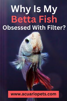 a fish with the words, why is my beta fish obsesed with filter?