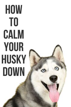 a husky dog with its tongue out and the words how to calm your husky down