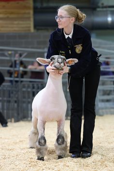 a woman holding a shaved sheep in an arena