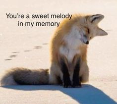 a red fox sitting on top of a sandy beach next to the words you're a sweet melody in my memory