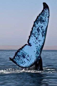 the tail of a humpback whale in the ocean