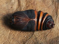 a close up of a small insect on a surface