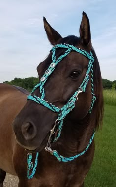 a brown horse wearing a blue bridle on top of it's head