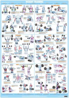 Bodybuilding Poster, Workout Stretches, Exercise Poster, Bodybuilding Posters, Stamina Workout, Exercise Chart, Ectomorph Workout, Raiders Wallpaper, Forearm Workout