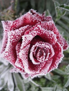 a red rose covered in frost with green leaves