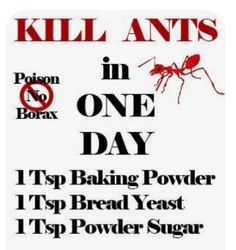 a sign with the words kill ants in one day and an image of a mosquito on it