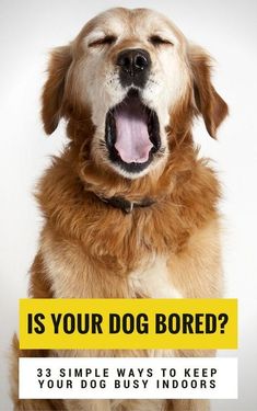 a dog with its mouth open and the words is your dog bored? 3 simple ways to keep your dog busy indoors