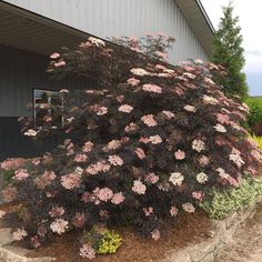 a bush with pink and white flowers in front of a building