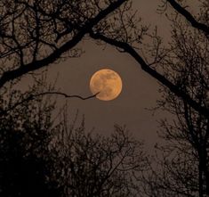 the full moon is seen through some trees