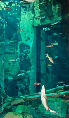 an aquarium filled with lots of different types of fish and algae growing on the rocks