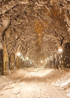 a snow covered street with lots of trees on both sides and lights at the end