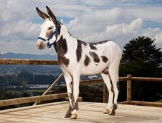 a black and white horse standing on top of a wooden deck