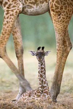 a baby giraffe laying on the ground next to an adult giraffe