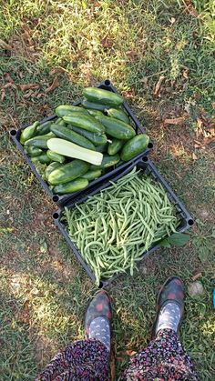 two people standing in the grass with some green beans and cucumbers next to them