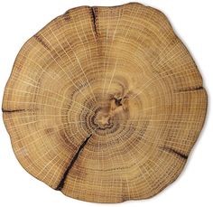 the cross section of a tree is cut in half